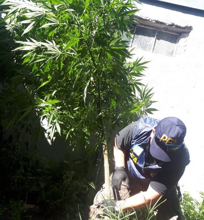 Tenía cinco plantas de marihuana de 1 a 3 metros cada una