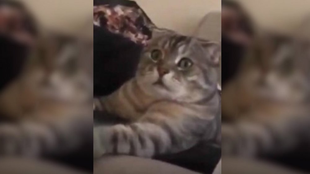 VIDEO: Un gato ve dos leones que devoran a su presa y su reacción se viralizó