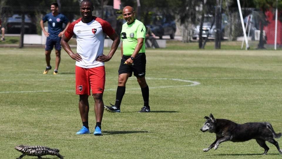 Insólito: un lagarto y un perro interrumpieron el amistoso de Newell’s