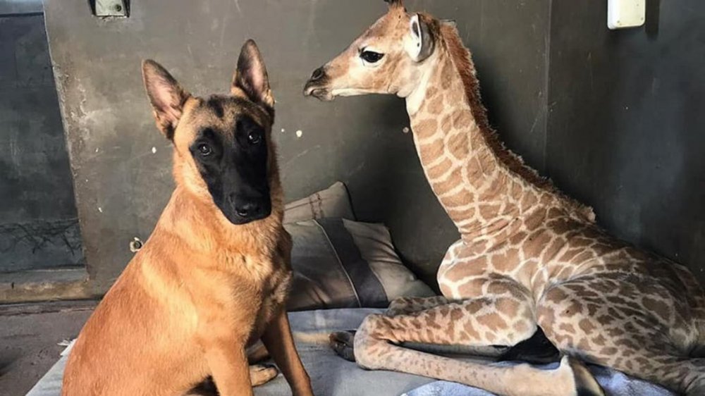 La tierna historia del perro que cuida a una jirafa bebé abandonada