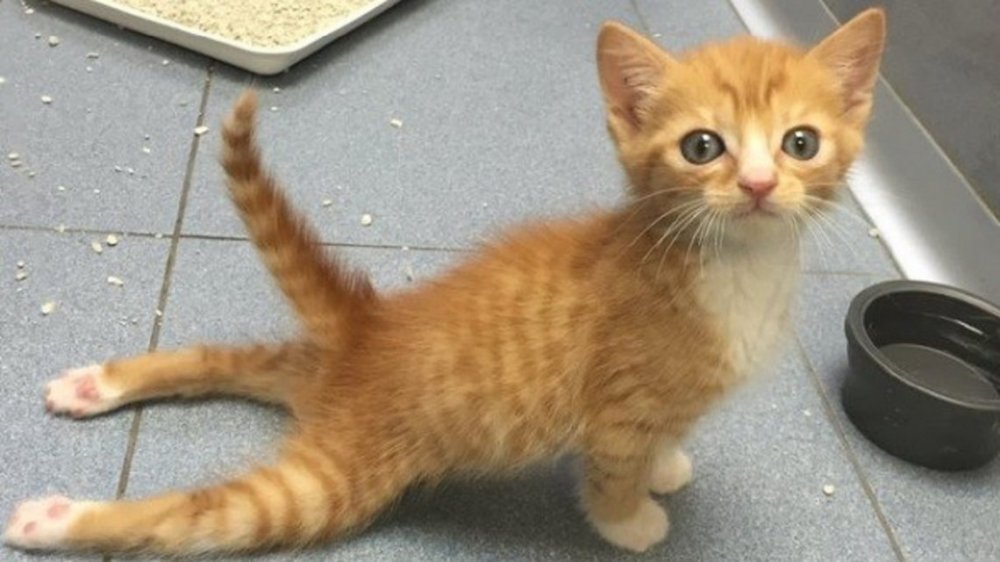 Videos El Gatito Parapléjico Que Se Volvió Viral Diario Junin