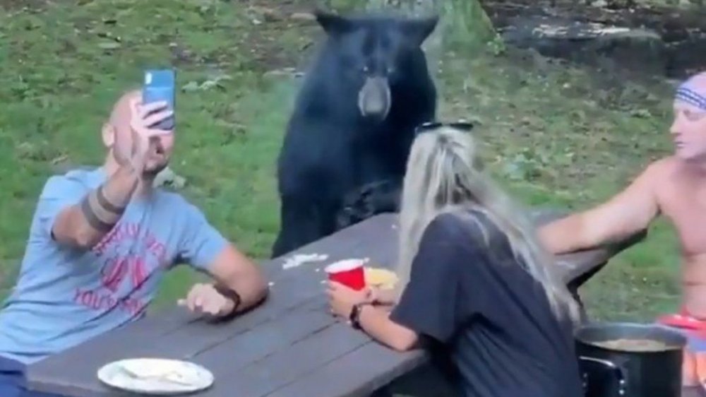 VIDEO: se encontraron con un oso amigable y lo alimentaron