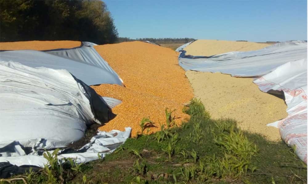 Desconocidos dañaron silobolsas en un campo cerca de Morse