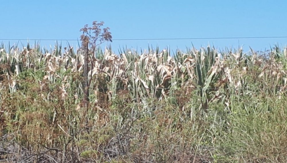  En Junín, más de 15.000 hectáreas de maíz se vieron duramente afectadas por la sequía