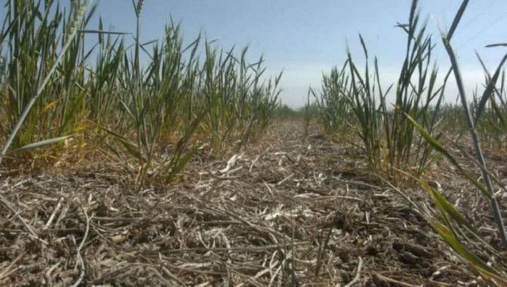 Piden declarar a Junín en Emergencia Agropecuaria por la sequía