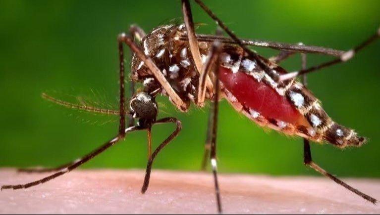 Confirman un caso de dengue en Bragado