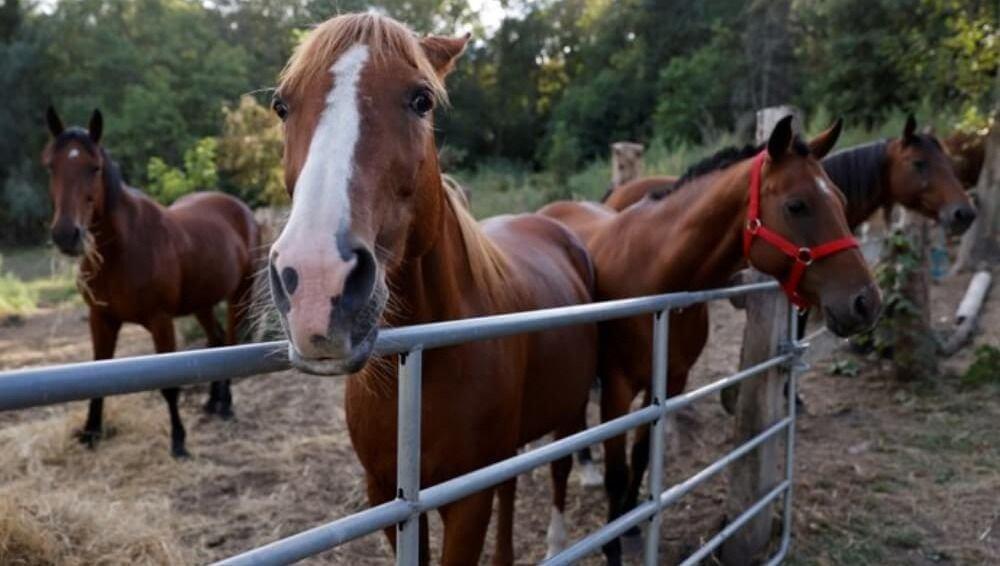 La Municipalidad de Lincoln informó que se reportó el primer caso confirmado de encefalitis equina