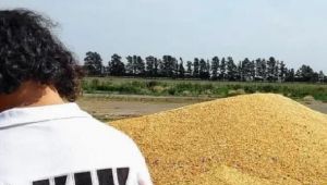 En Los Toldos secuestraron 5.000 toneladas de cereal