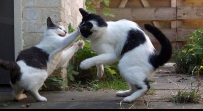 Disputa vecinal: "Voy a agarrar a los gatos de mis vecinos irresponsables para llevarlos a la Protectora de Animales"