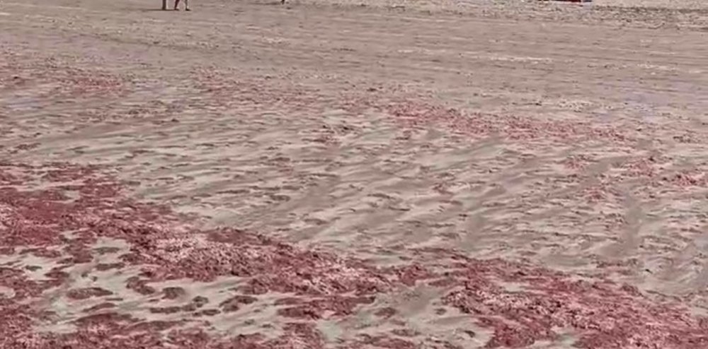 El mar se tiñó de rojo desde Mar del Plata a Necochea: el motivo