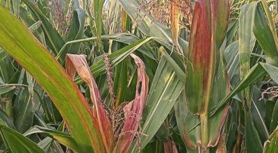 “Nunca me había pasado”: llegó a la principal región agrícola una temible plaga para el maíz