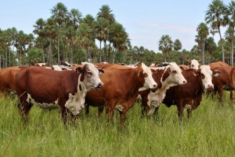 Se constituyó la Mesa Argentina de Carne Sustentable