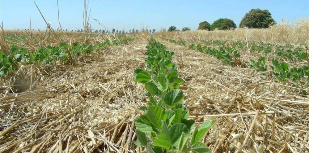 Los cereales prometen mejores resultados que la soja en 2020