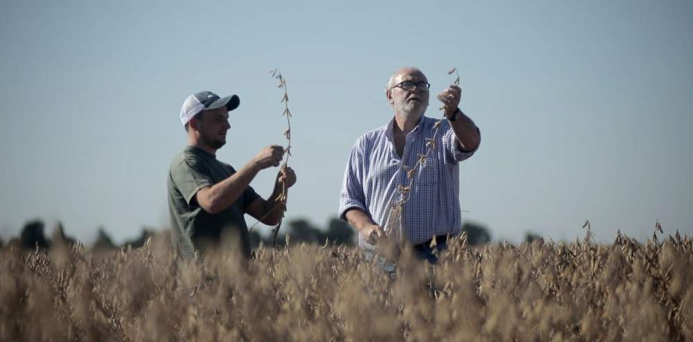 Soja: el manejo agronómico preciso será clave en una campaña con agua escasa