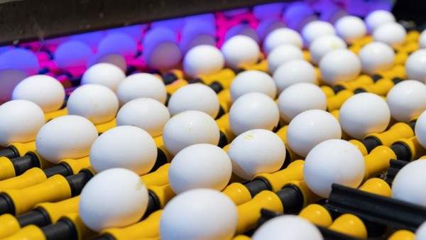 ¿Es mejor comer solo la clara?: despejan 5 mitos sobre el huevo