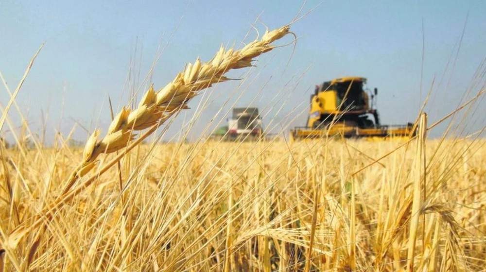 Por la sequía, advierten que la siembra de trigo bajará un 50%
